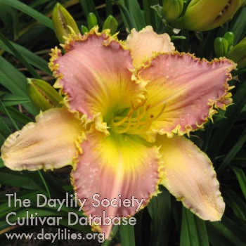 Daylily Lavender Flytrap